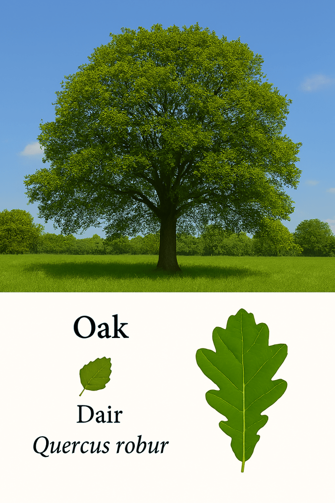 Icon - Oak Tree - Dair